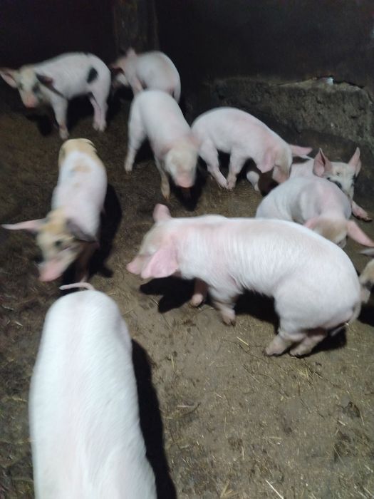 Продам месячных поросят