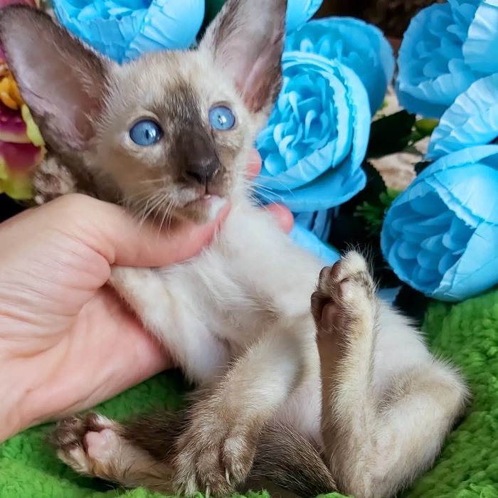 Ориенталы и Сиамы .  Котята