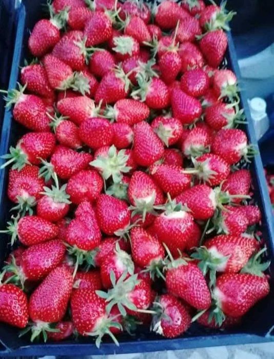 Разсад ягоди сорт Клери