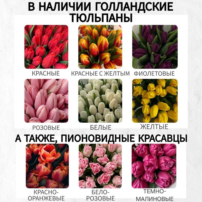 Тюльпаны Голландские ОПТОМ И В РОЗНИЦУ