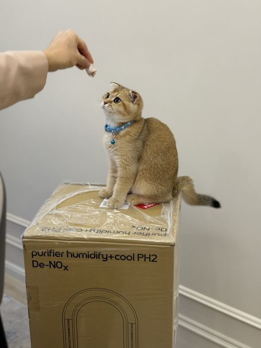 Ищем красивую,читсую жену для пародистово кота