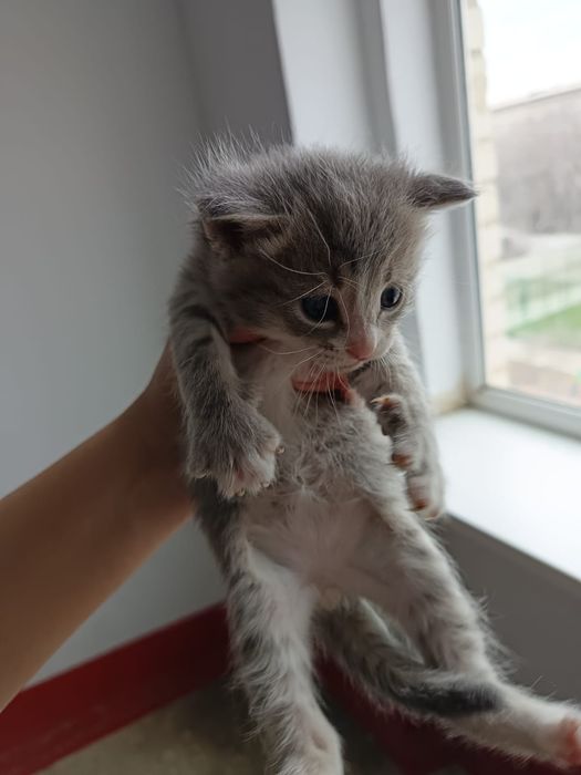 Отдам в добрые руки