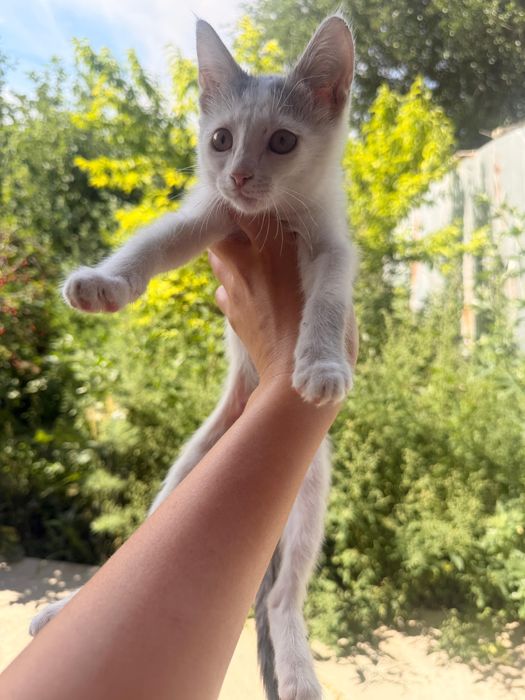 Отдам котенка в добрые руки
