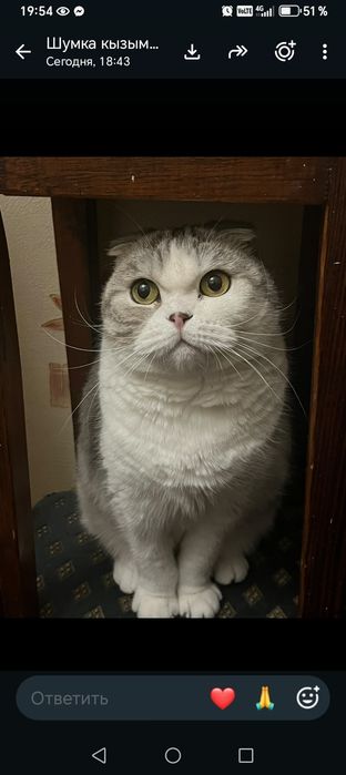 Вислоухая стерилизованная кошка