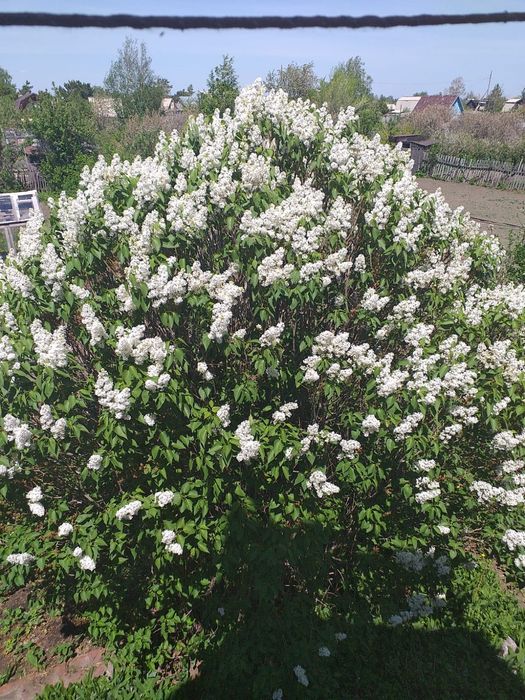 Сирень, плодовые деревья, рассада, букеты.