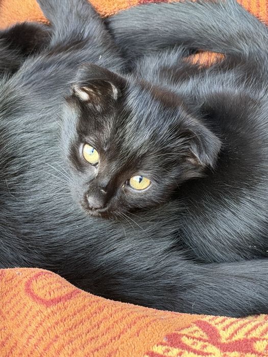 Котята вислоухие