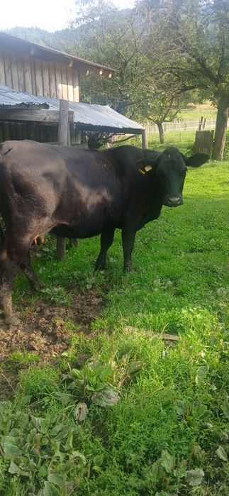 Junincă angus cu vițel