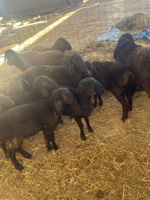 Урғашы токтылар сатылады