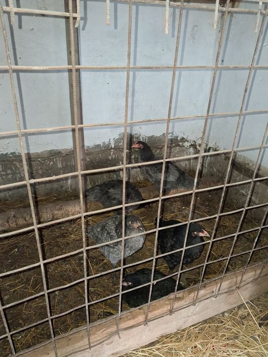 1 кораз , 4 мекен, 7 постой мекен