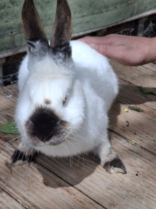 Кролик 9 месяцев