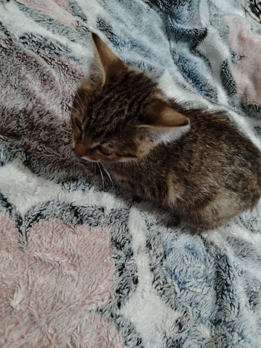 Котята очень милые