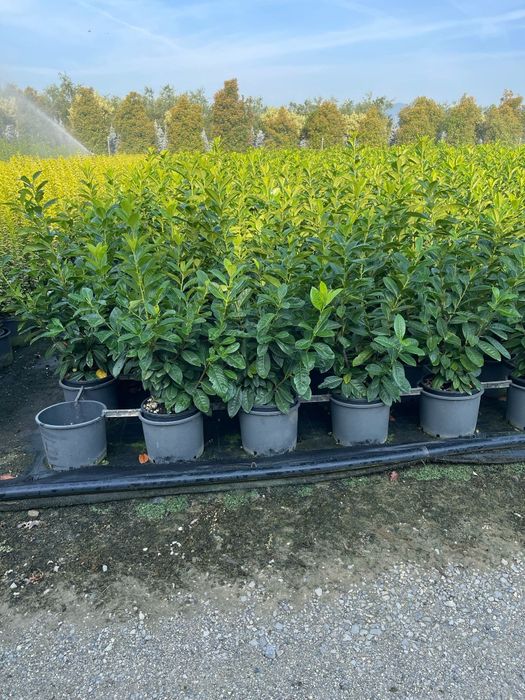 Prunus laurocerasus tufa ideal pentru a forma un gard viu