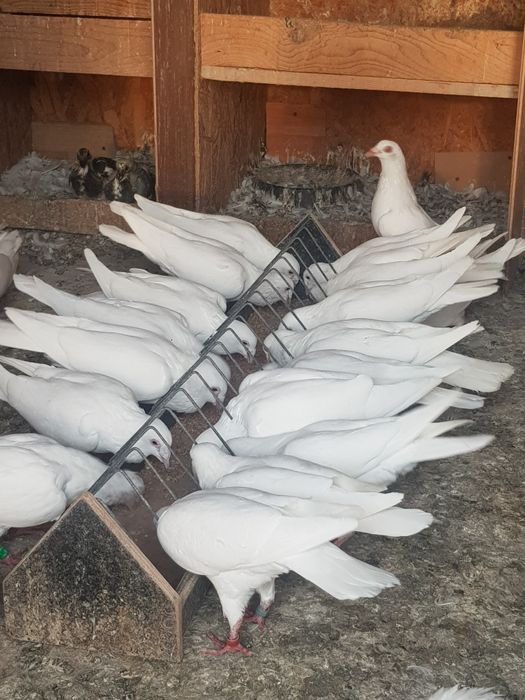 Schimb cu pasari de curte