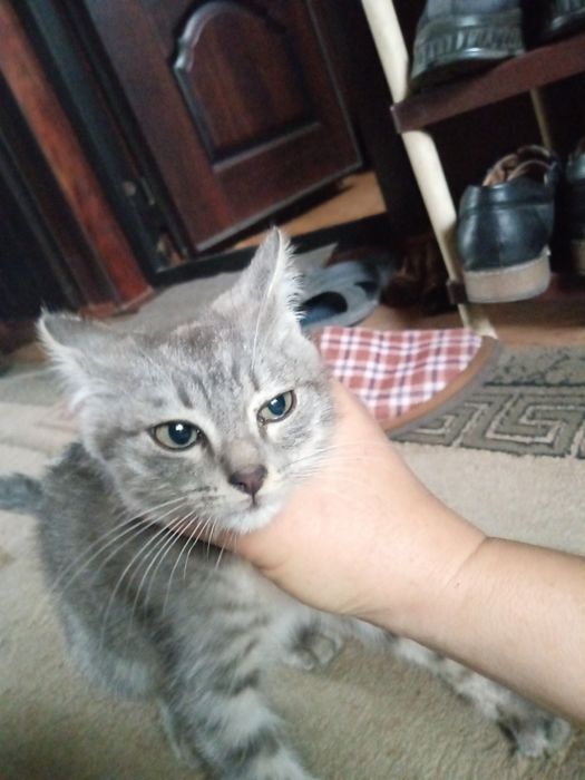 Отдам  котенка серого окраса