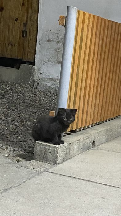 Котята домашние