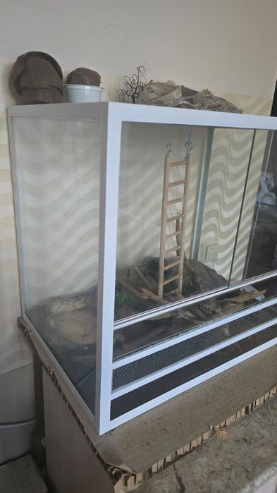 Продам Змею. Полоз