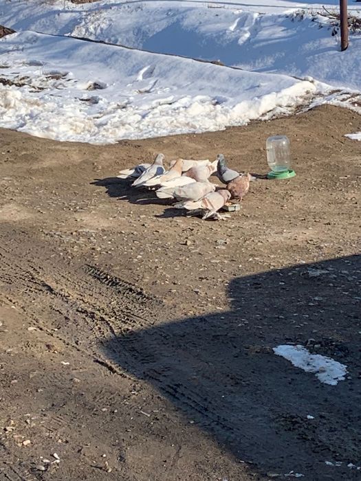 домашние голуби