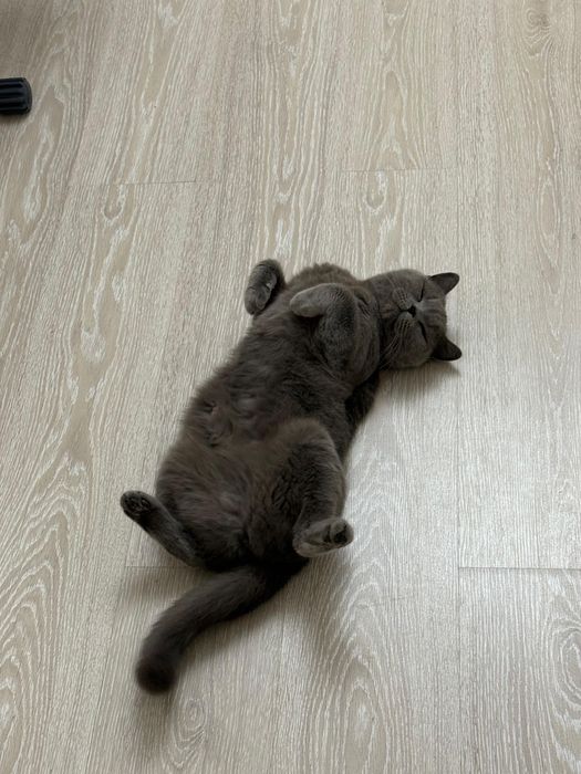 Отдам кошку в хорошие руки