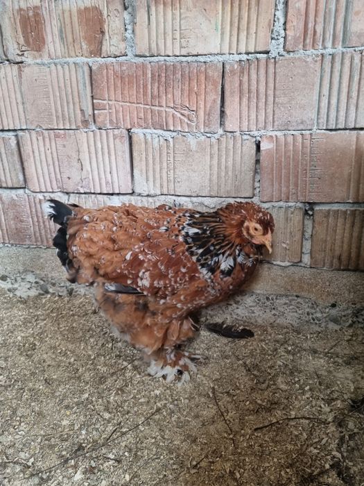 Vand brahma portelan