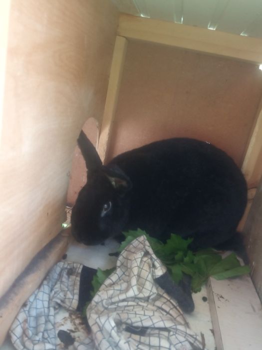 Quyonlar va qafas sotiladi.