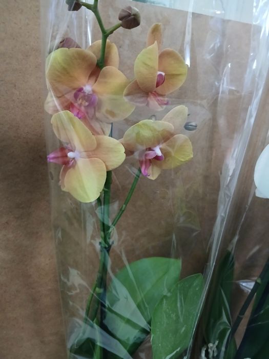 Орхидея из Голландии