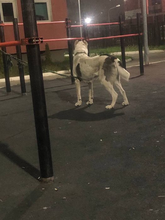 Вязка алматы чемпион