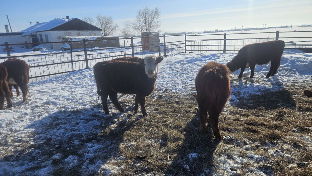 Тайыншалар сатылады, Ақбастар