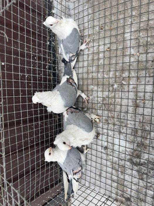 Продам голуьей сатинетов !