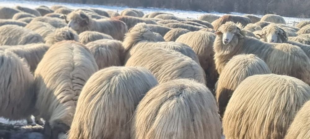 100 de oi bâle cu certificate de origine