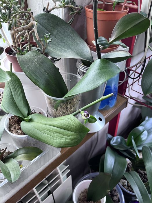 Орхидеи , реанимация и пересадка