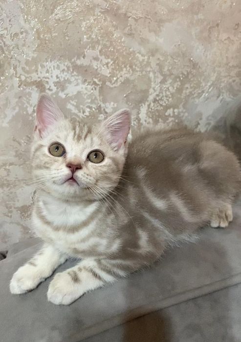 Шотландская скоттиш фолд и страйт
