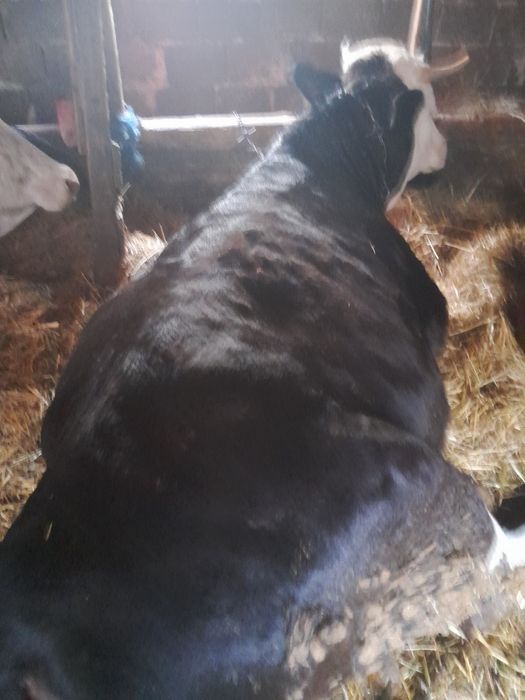 Juninca de vînzare.