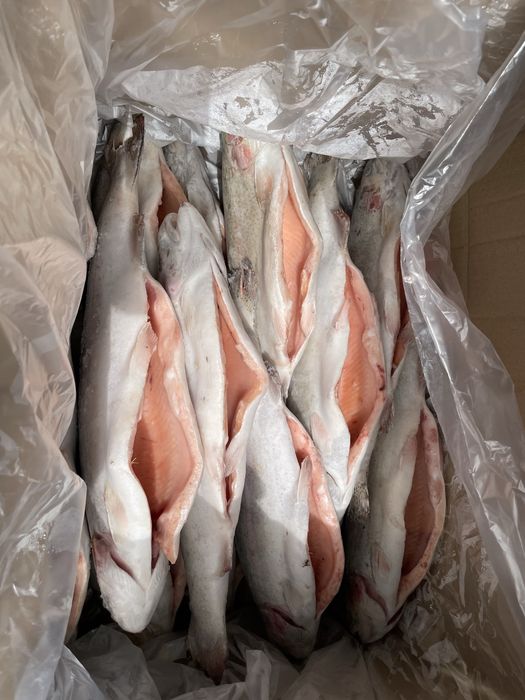 Продам Радужная форель