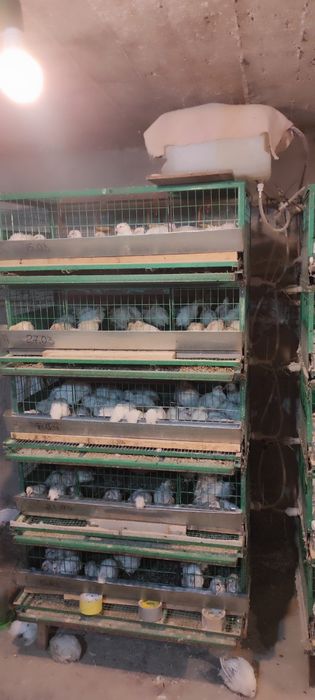 продам перепелов