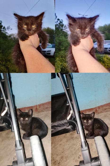ОтдамКотятНаЮбилейной