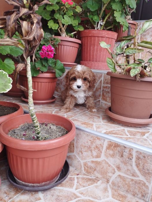 Кавапу Cavapoo .