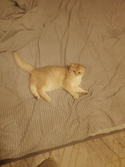 Плюша Шиншилла ny25