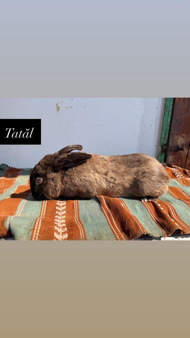 Vând iepuri de doua luni