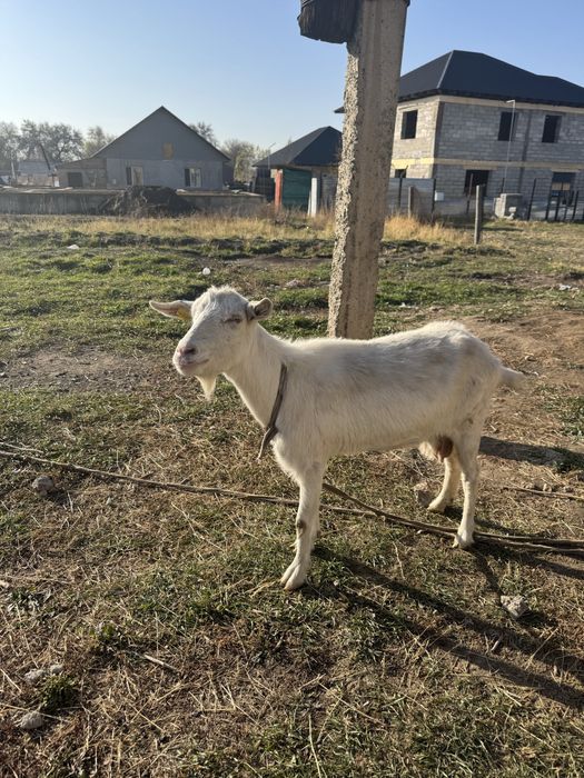Ешкі сатылады сүтті