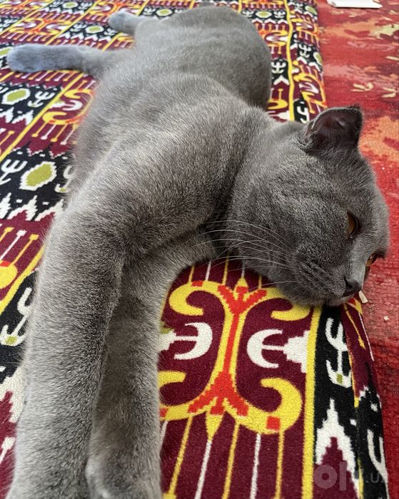 Aqilli oynoqi qarashga vaqtim bomayapti