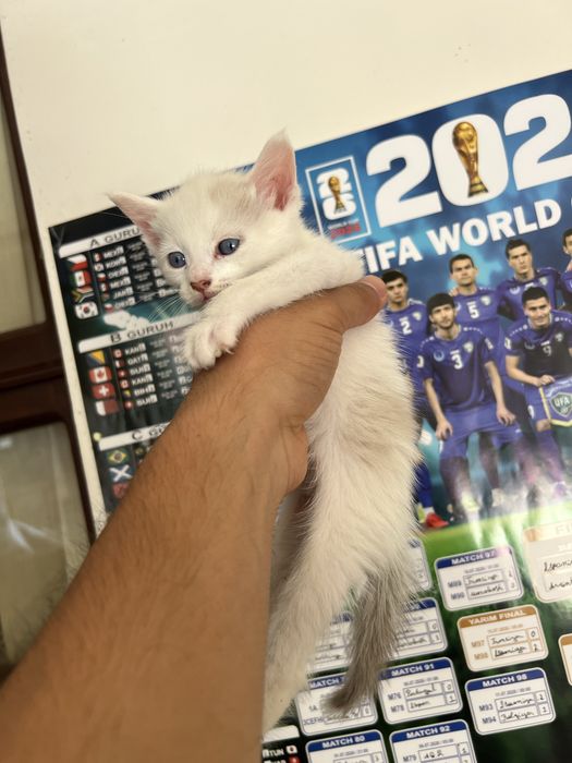 Regdoll 6 ta bolasi