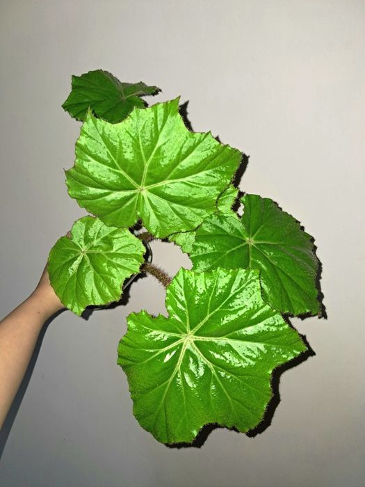 Бегония воротничковая