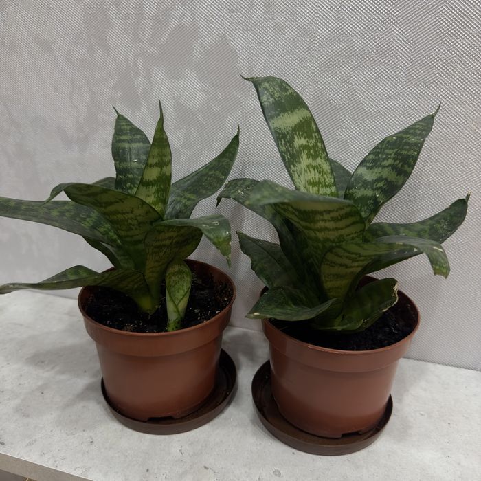 Сансевьерия хани