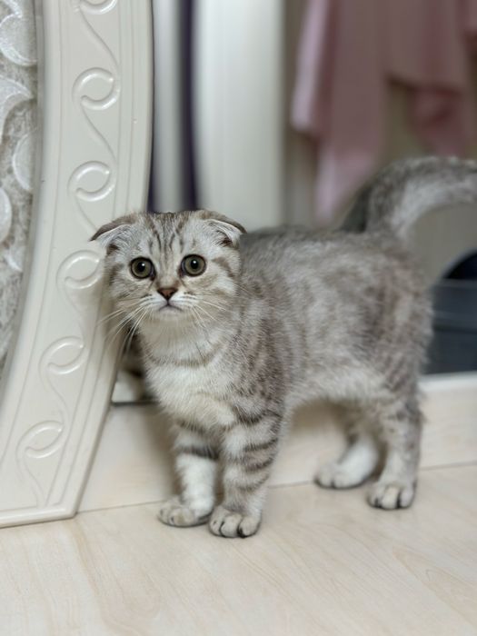 Sotiladi: Scottish Fold  mushukcha