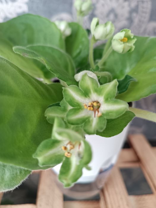 Продам Фиалки в ассортименте