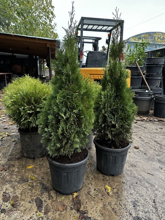 Футиния,туя и закуми. Японски клен,магнолии в три цвята.