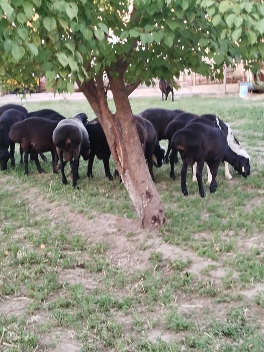 Qurbonlik uchun qo'chqorlar bor