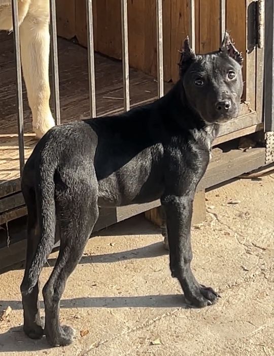 Питбуль щенок продается