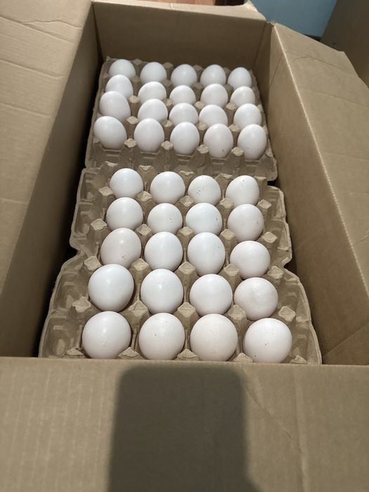 Яйцо куриное свежее особое и 1 категория