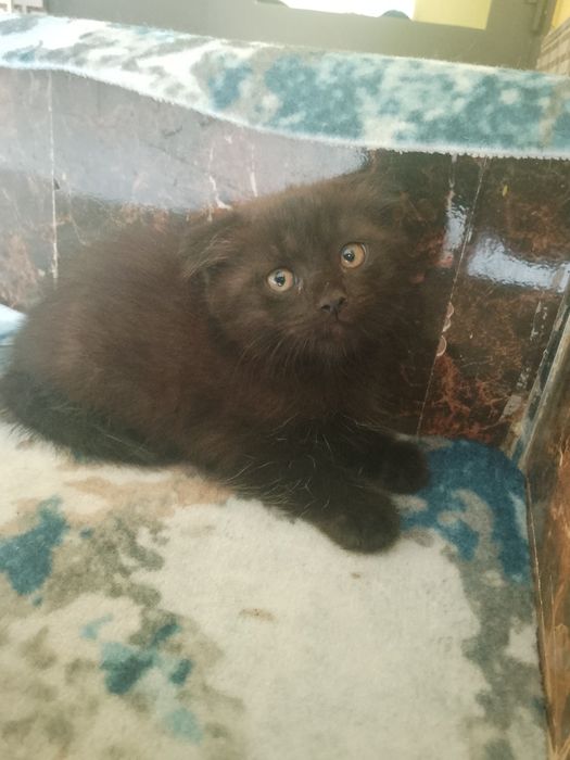 Bir partiyada blowjobs beradigan qizlar